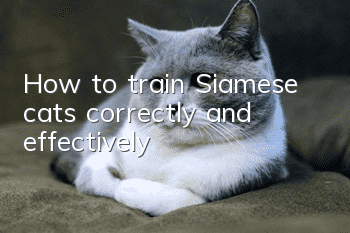 How to train Siamese cats correctly and effectively?