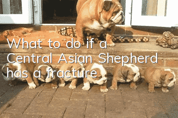 What to do if a Central Asian Shepherd has a fracture