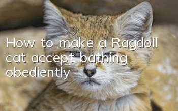 How to make a Ragdoll cat accept bathing obediently?