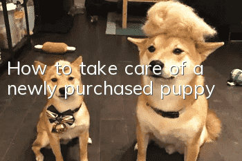 How to take care of a newly purchased puppy?