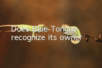 Does Blue Tongue recognize its owner?