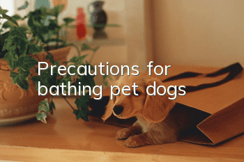 Precautions for bathing pet dogs