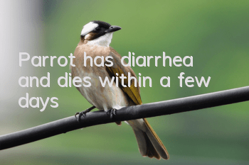Parrot has diarrhea and dies within a few days