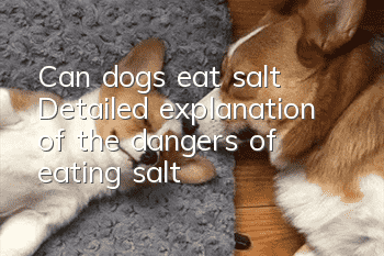 Can dogs eat salt? Detailed explanation of the dangers of eating salt