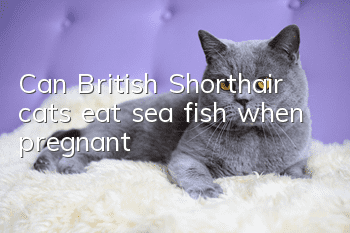 Can British Shorthair cats eat sea fish when pregnant?