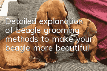 Detailed explanation of beagle grooming methods to make your beagle more beautiful