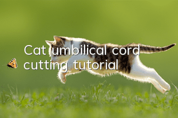Cat umbilical cord cutting tutorial