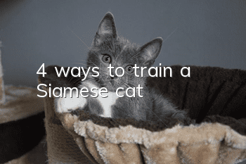 4 ways to train a Siamese cat