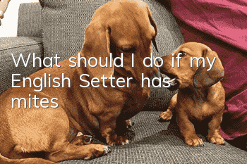 What should I do if my English Setter has mites?