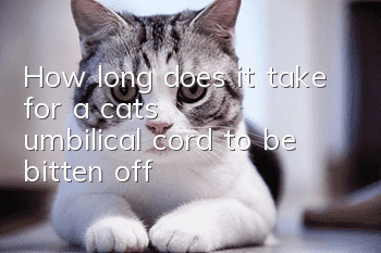 How long does it take for a cat’s umbilical cord to be bitten off?