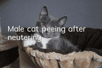 Male cat peeing after neutering