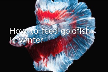 How to feed goldfish in winter