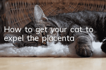 How to get your cat to expel the placenta
