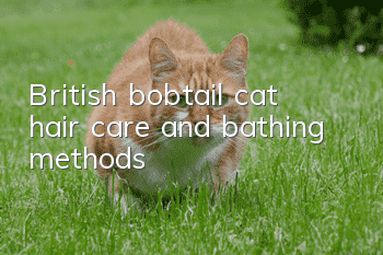 British bobtail cat hair care and bathing methods