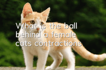 What is the ball behind a female cat’s contractions?