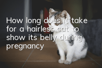 How long does it take for a hairless cat to show its belly during pregnancy?