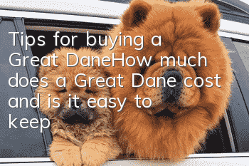 Tips for buying a Great Dane_How much does a Great Dane cost and is it easy to keep?