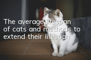 The average lifespan of cats and methods to extend their lifespan
