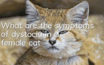 What are the symptoms of dystocia in a female cat?