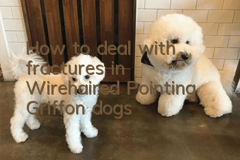 How to deal with fractures in Wirehaired Pointing Griffon dogs