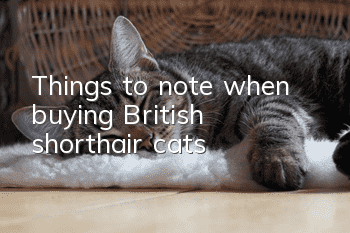 Things to note when buying British shorthair cats