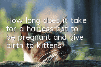 How long does it take for a hairless cat to be pregnant and give birth to kittens?