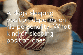 A dog’s sleeping position depends on his personality. What kind of sleeping position does your dog have?