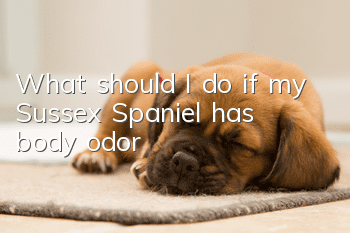 What should I do if my Sussex Spaniel has body odor?