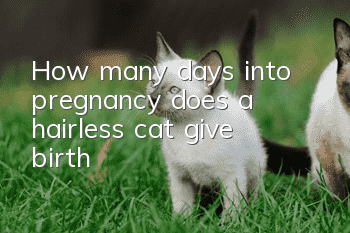 How many days into pregnancy does a hairless cat give birth?