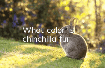 What color is chinchilla fur?