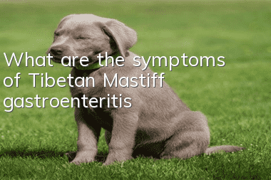 What are the symptoms of Tibetan Mastiff gastroenteritis?