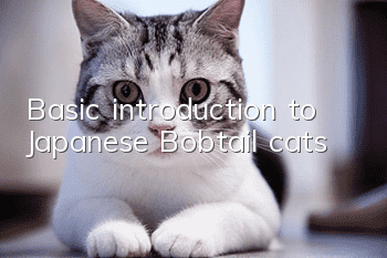 Basic introduction to Japanese Bobtail cats