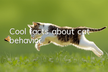Cool facts about cat behavior
