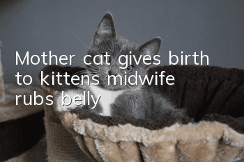 Mother cat gives birth to kittens, midwife rubs belly