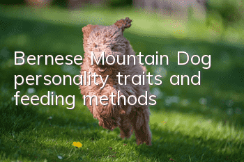 Bernese Mountain Dog personality traits and feeding methods