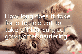 How long does it take for a female cat to take off her surgical gown after neutering?