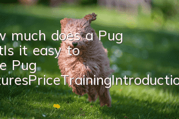 How much does a Pug cost_Is it easy to raise? Pug pictures_Price_Training_Introduction