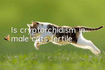 Is cryptorchidism in male cats fertile?