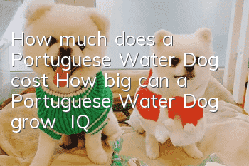 How much does a Portuguese Water Dog cost? How big can a Portuguese Water Dog grow | IQ