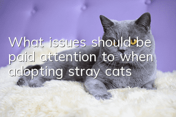 What issues should be paid attention to when adopting stray cats?