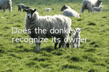 Does the donkey recognize its owner?