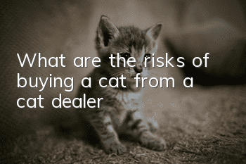 What are the risks of buying a cat from a cat dealer?