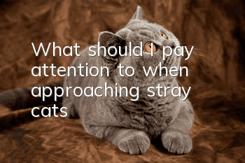 What should I pay attention to when approaching stray cats?