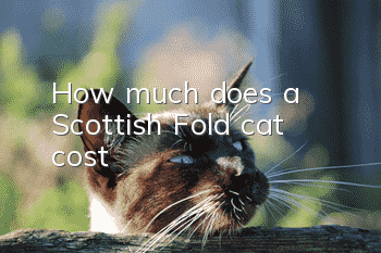 How much does a Scottish Fold cat cost?