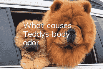 What causes Teddy's body odor?