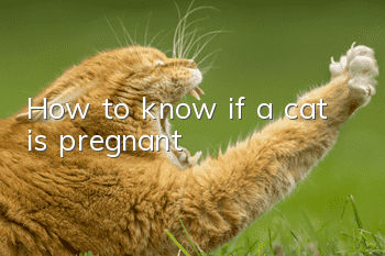 How to know if a cat is pregnant