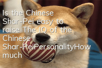 Is the Chinese Shar-Pei easy to raise? The IQ of the Chinese Shar-Pei_Personality_How much does it cost|Price