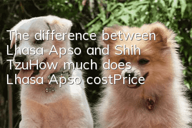 The difference between Lhasa Apso and Shih Tzu_How much does Lhasa Apso cost|Price