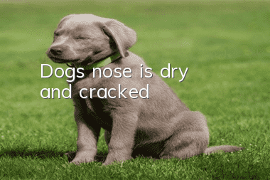 Dog's nose is dry and cracked