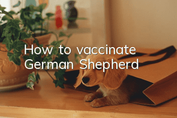 How to vaccinate German Shepherd